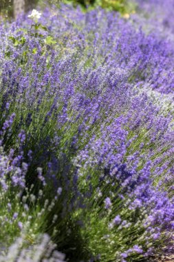 Güzel mor renklere sahip lavanta çiçeği arkaplanı. Yakın plan.