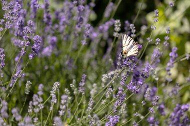 Eflatun çiçekli kelebek arka planında güzel mor renkler var. Yakın plan.