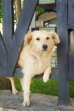 Sevimli bej renkli melez köpek, tahta bir çitin üzerinde pençelerini tutuyor, dinliyor, merhaba diyor.