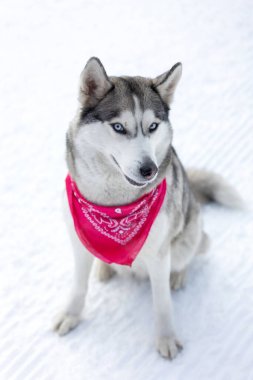 Safkan Husky köpek portresi, kırmızı eşarplı, karda oturmuş gülümsüyor.