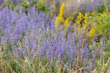 Lavanta mor çiçek sırası ve sarı kır çiçekleri yakın çekim, yaz tarlası.