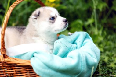 Sepet mavi gözlü sevimli Sibirya husky köpek yavrusu