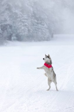 Kırmızı eşarplı, zıplayan pençeli, kışın karlı arka planda kızak köpeğinin resmi.