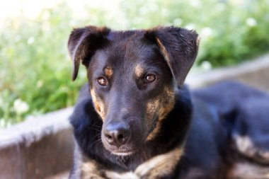 Barınakta üzgün gözleri olan melez bir köpek, evlat edinilmek için cadde