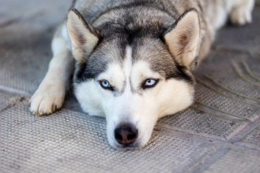 Safkan Sibirya Husky köpeği kafa portresi yapıyor, yakın plan.