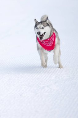 Kırmızı eşarplı komik köpek Sibirya Husky kışın karlı bir kayak yolunda koşuyor.