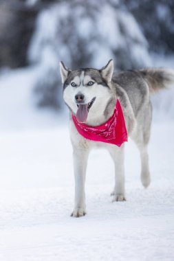 Kırmızı eşarplı köpek Sibirya Husky 'si. Yürüyor ve dil gösteriyor. Kar ormanı.