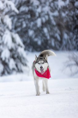 Kırmızı eşarplı köpek Sibirya Husky 'si. Yürüyor ve dil gösteriyor. Kar ormanı.