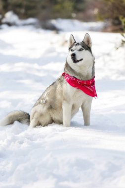 Safkan Husky köpek portresi, kırmızı eşarplı, karda oturmuş gülümsüyor.