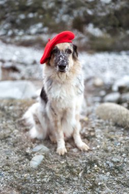 Sonbahar parkında parlak kırmızı bereli büyük beyaz ve siyah melez bir köpek portresi.
