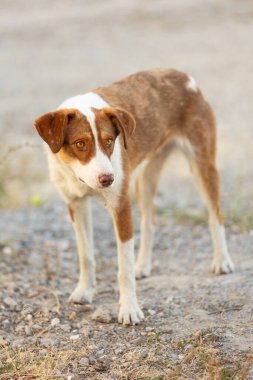 Kırmızı it dışarıda duruyor. Karışık Breed sokak köpeği