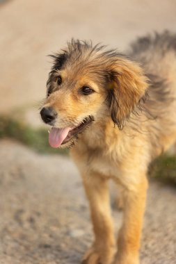 Dışarıda duran kırmızı tüylü köpek yavrusu. Karışık Breed sokak köpeği