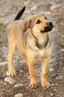 Kırmızı köpek yavrusu dışarıda duruyor. Karışık Breed sokak köpeği