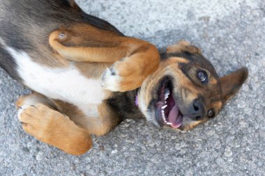 Kahverengi ve beyaz melez köpek yavrusu arkada yatıyor.