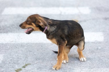 Kahverengi köpek yavrusu dışarıda oturuyor. Melez köpek.