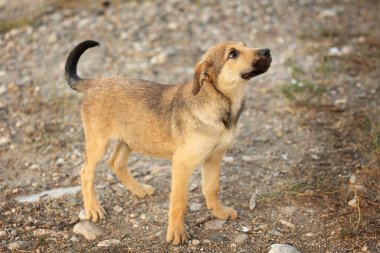 Kırmızı kahverengi köpek yavrusu dışarıda duruyor. Karışık Breed sokak köpeği