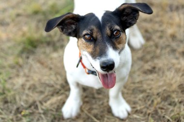 Açık havada parkta oynayan sevimli mutlu köpek Jack Russell Terrier 'ın yakın plan portresi.