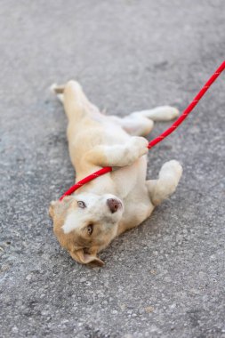 Beyaz ve kırmızı melez köpek yavrusu arkada yatıyor.