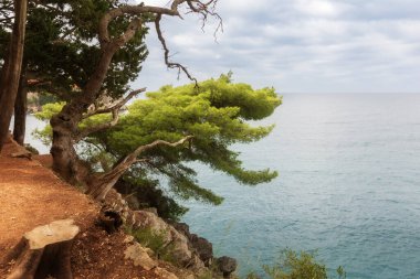 Kaya ve deniz manzarasında çam ağaçları, Budva Riviera, Karadağ