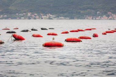 Karadağ 'da midye ve istiridye çiftliği, Kotor Körfezi ve antik şehir akşam manzarası