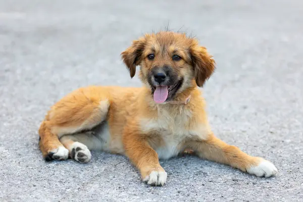 Stock image Red mutt puppy lying down outdoors. Mixed-breed dog