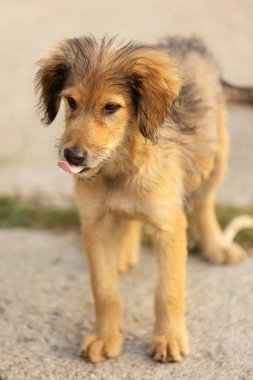Dışarıda duran kırmızı tüylü köpek yavrusu. Karışık Breed sokak köpeği