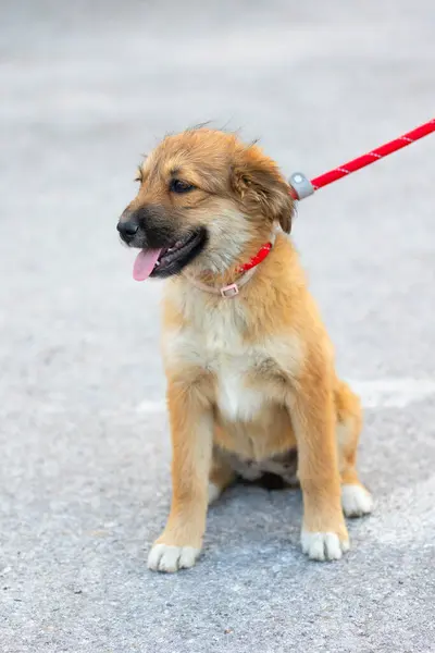 stock image Red mutt puppy sitting outdoor. Mixed-breed dog