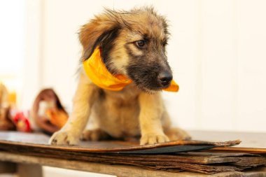 Kıllı bej ve kahverengi köpek yavrusu sarı eşarplı oturuyor.