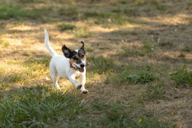 Parkta oynayan, koşan sevimli mutlu köpek Jack Russell Terrier 'ın yakın plan portresi.
