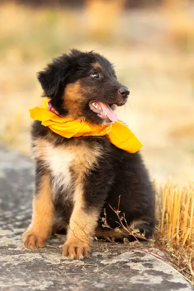 stock image Happy Black and brown puppy mutt dog in yellow scarf sitting outdoors