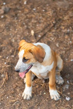 Kırmızı köpek yavrusu dışarıda oturuyor. Melez köpek.