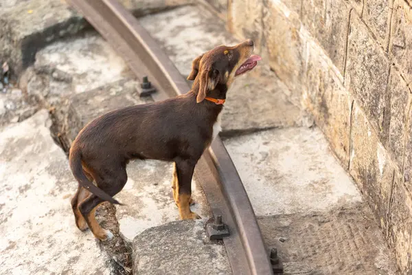 Stock image Brown stray mutt puppy standing on railway. Mixed-breed dog