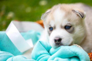 Mavi gözlü şirin Sibirya köpeciği.