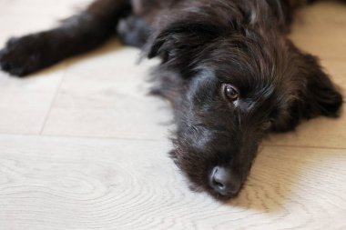 Siyah köpek yavrusu evde yere uzanmış, kameraya bakıyor, yakın plan portre.