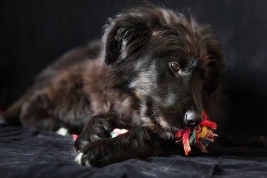 Siyah köpek yavrusu uzanmış ve halat kemiğini çiğniyor. Siyah arka planda bir portre.