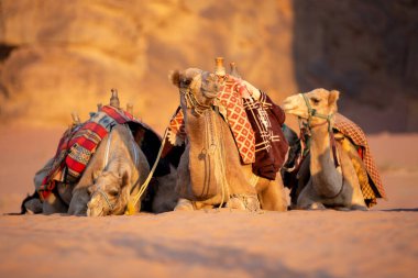 Üç dromedary devesi çöl kumunda yatıyor, Wadi Rum, Ürdün
