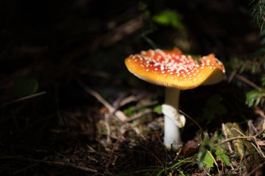 Beautiful fly agaric in forest macro view clipart