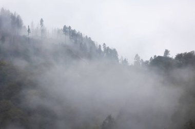 Sabahları çam ormanı Alpleri ile puslu manzara