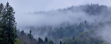 Köknar çam ormanı Alpleri ile puslu manzara, panorama