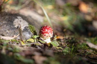 Beautiful fly agaric in forest macro view clipart