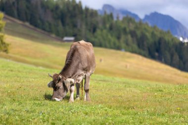 Yeşil bir çayırda ot yiyen kahverengi inek, orman ve çayırlar, Avrupa Alpleri arka planı