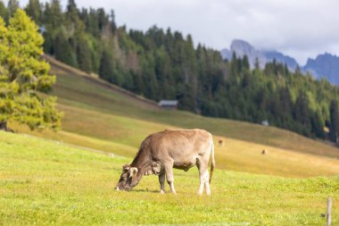 Yeşil bir çayırda ot yiyen kahverengi inek, orman ve çayırlar, Avrupa Alpleri arka planı