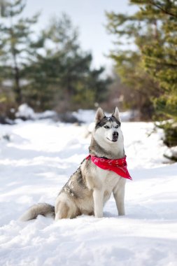 Safkan Husky köpek portresi, kırmızı eşarplı, karda oturan, yakın plan portresi