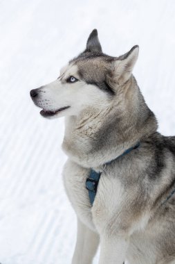 Safkan Husky köpek portresi, karda oturmuş gülümsüyor.