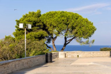 Hırvatistan 'ın Rovinj kenti, tarihi eski kent ve deniz manzarasında ağaçlarla çevrili