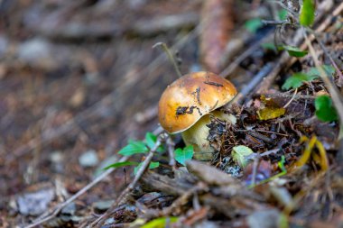 Islak bir sonbahar ormanında yakın plan vahşi kahverengi mantar. Doğal orman geçmişi