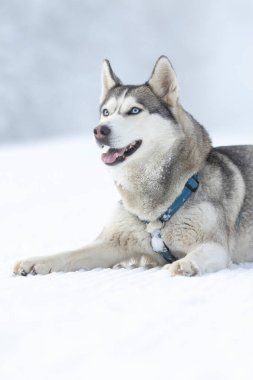 Safkan Husky köpek portresi, karda uzanmış ve gülümsüyor.