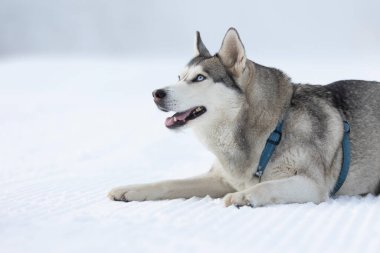 Safkan Husky köpek portresi, karda uzanmış ve gülümsüyor.