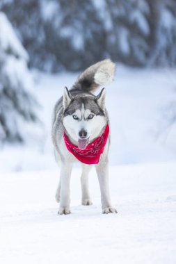 Kırmızı eşarplı köpek Sibirya Husky 'si. Yürüyor ve dil gösteriyor. Kar ormanı.