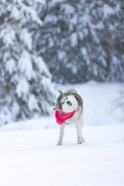 Dog shaking off snow. Funny husky in winter forest clipart